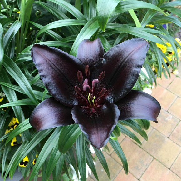 Meet your Posher, Darlene - Picture 1 of 1